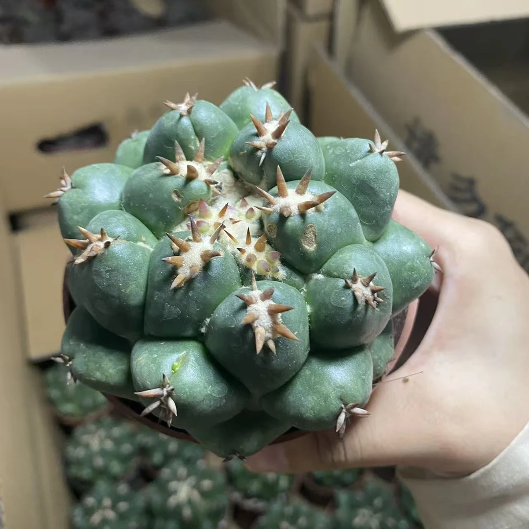 短豪刺獠牙  仙人球漳州基地直发 新手好养