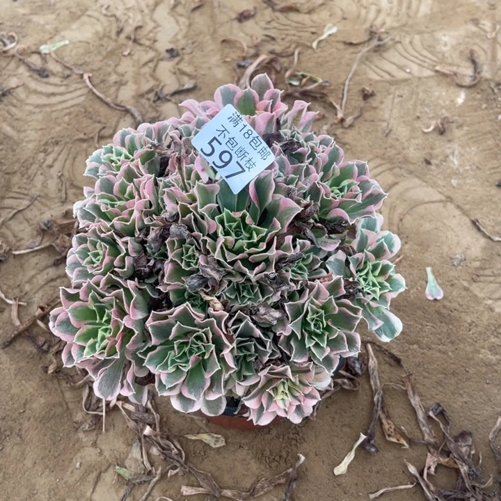 597白凤手捧4号棚