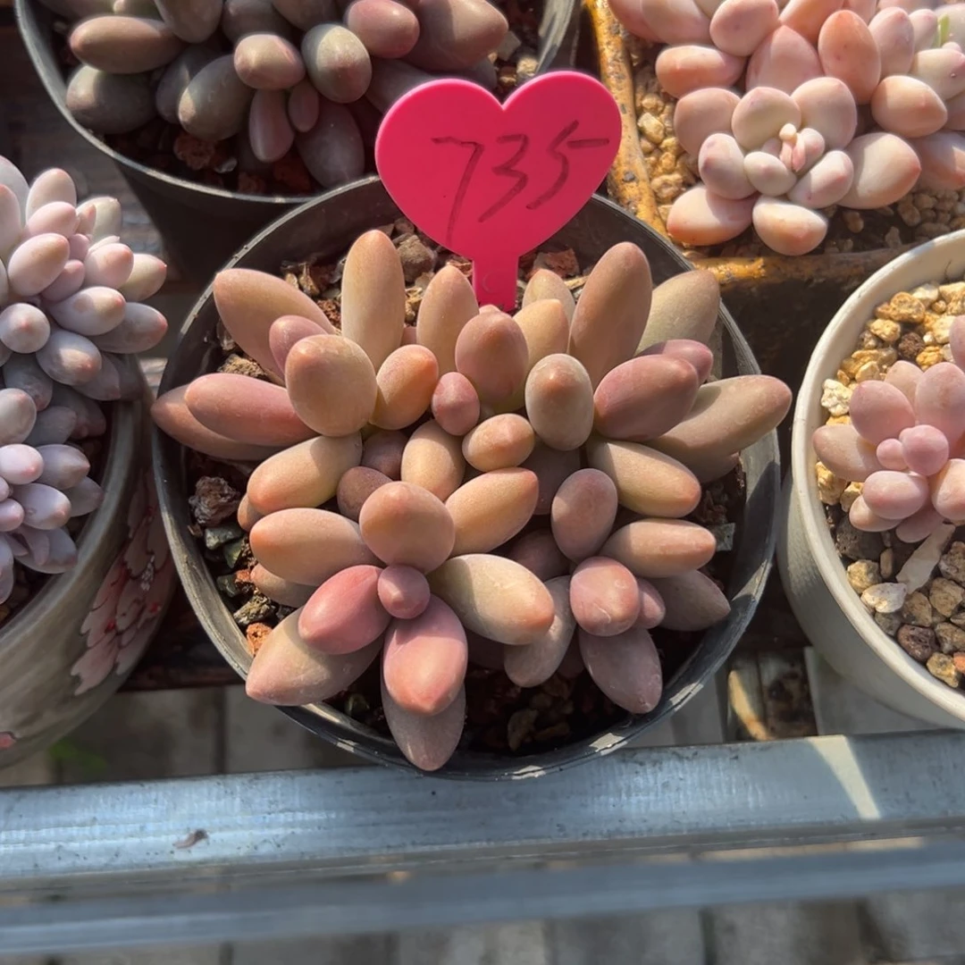 小*豆多肉植物一物一拍