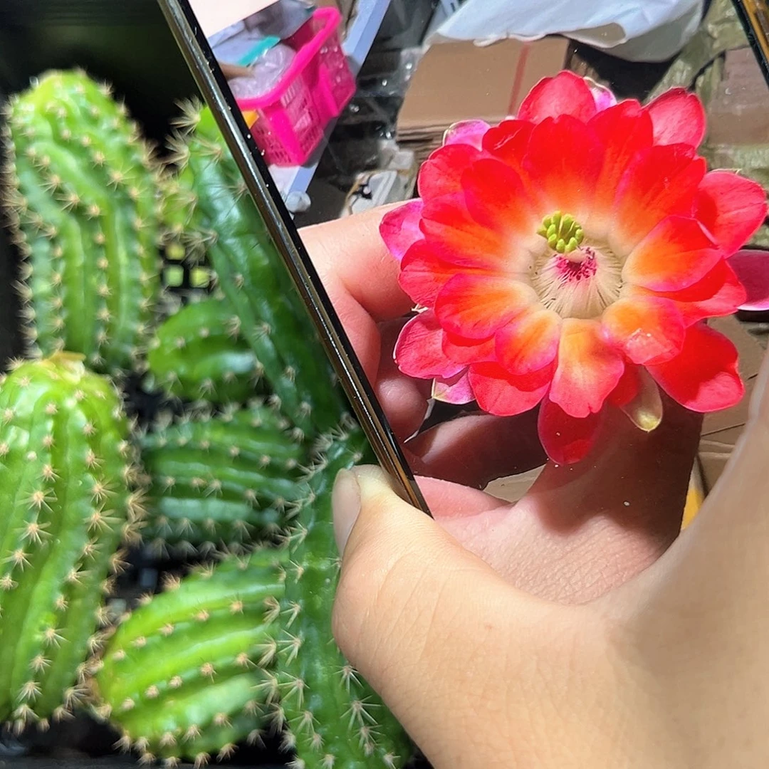 复色草木角侧芽一颗