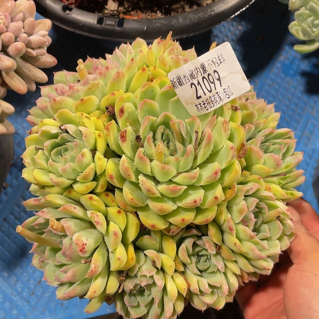 萱***欣女王21099多肉