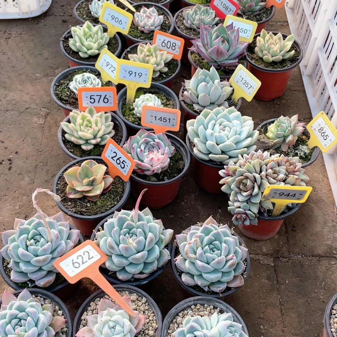 【闪购商品】孑****心蓝山6个