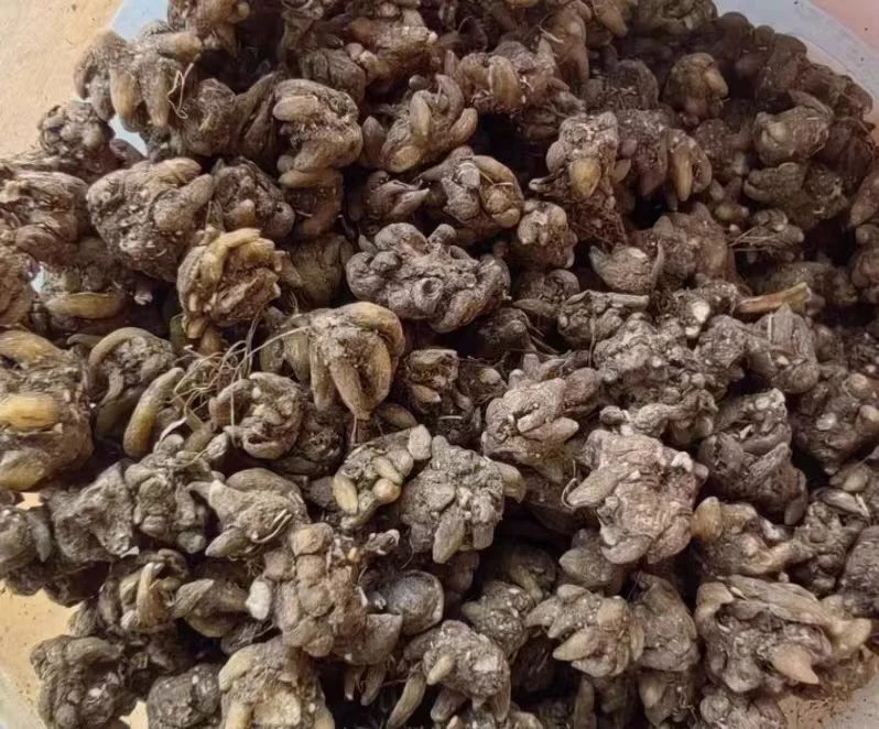 正宗新货野生猫爪草精选水洗干货自然晒干无熏硫小毛茛好货批发