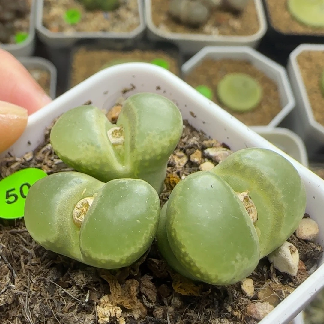 漂漂亮亮多肉植物50