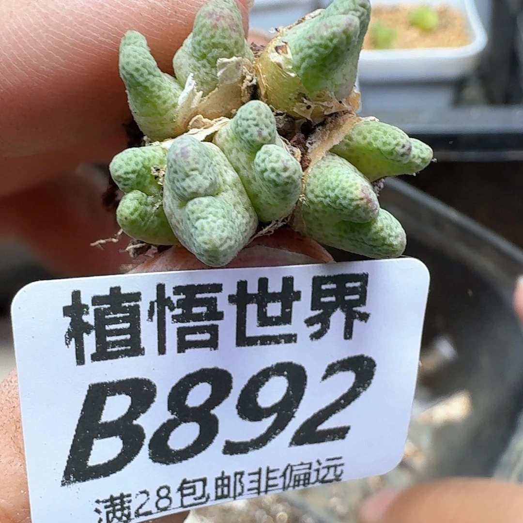 多肉植物的润泽额c