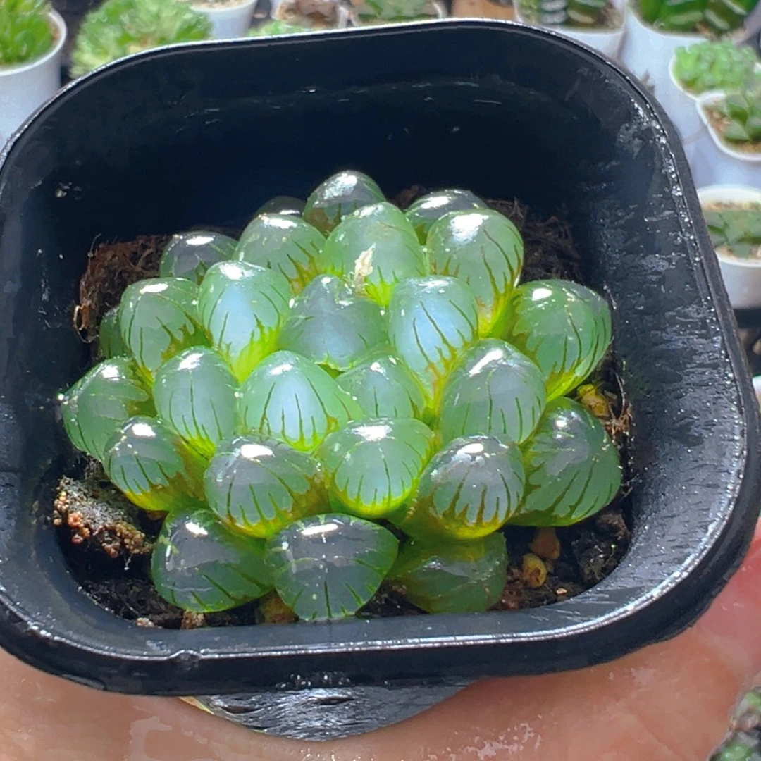 万象盆龙珠玉露多肉多肉
