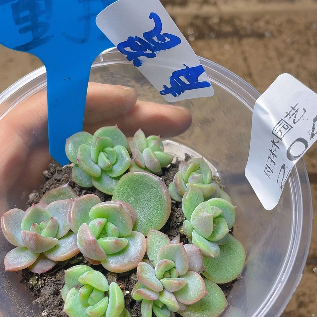 量拍多肉植物多肉植物204