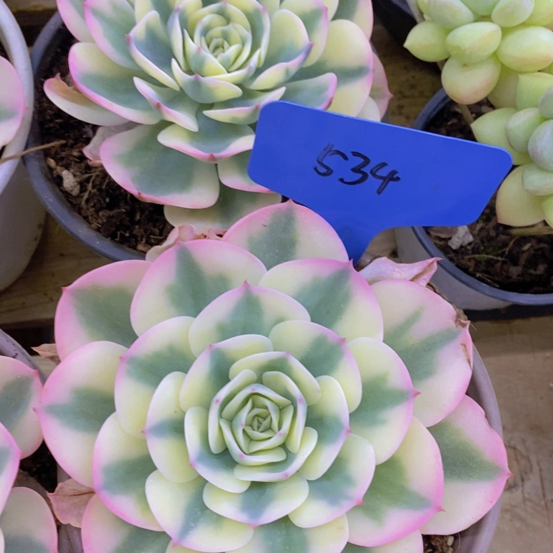 回馈粉丝，最后一场直播