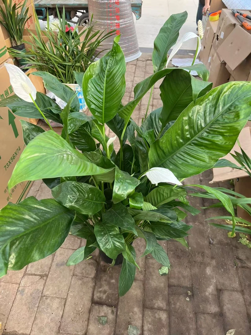 210百丽白掌盆栽