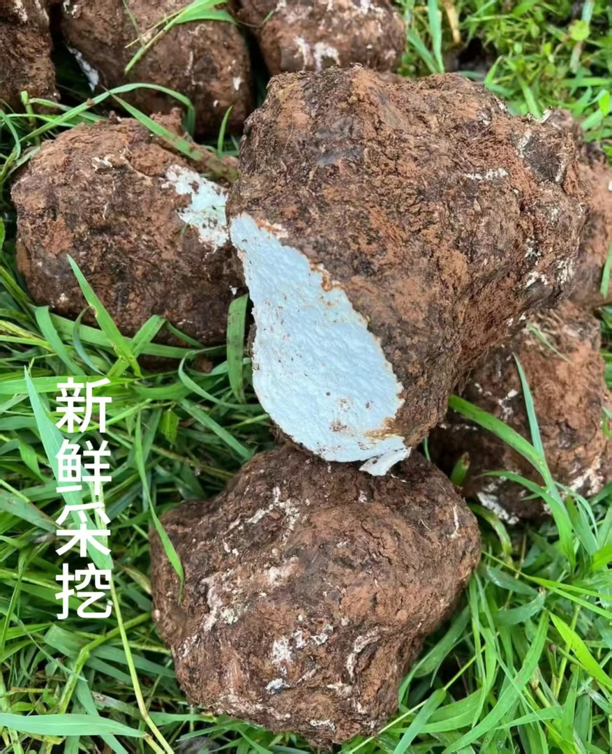 云南楚雄白茯苓正宗新鲜原味生茯苓