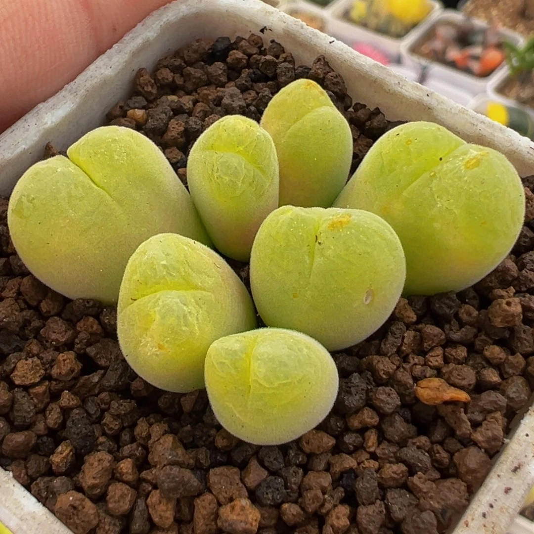 452多肉植物种类多样