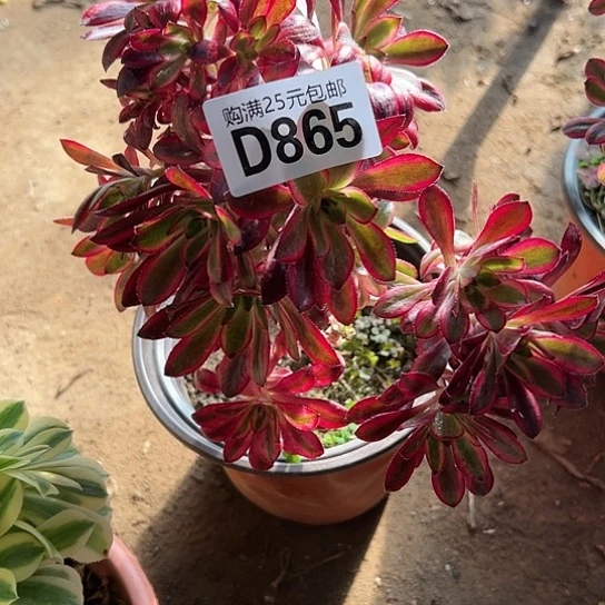 玛*多肉植物一个