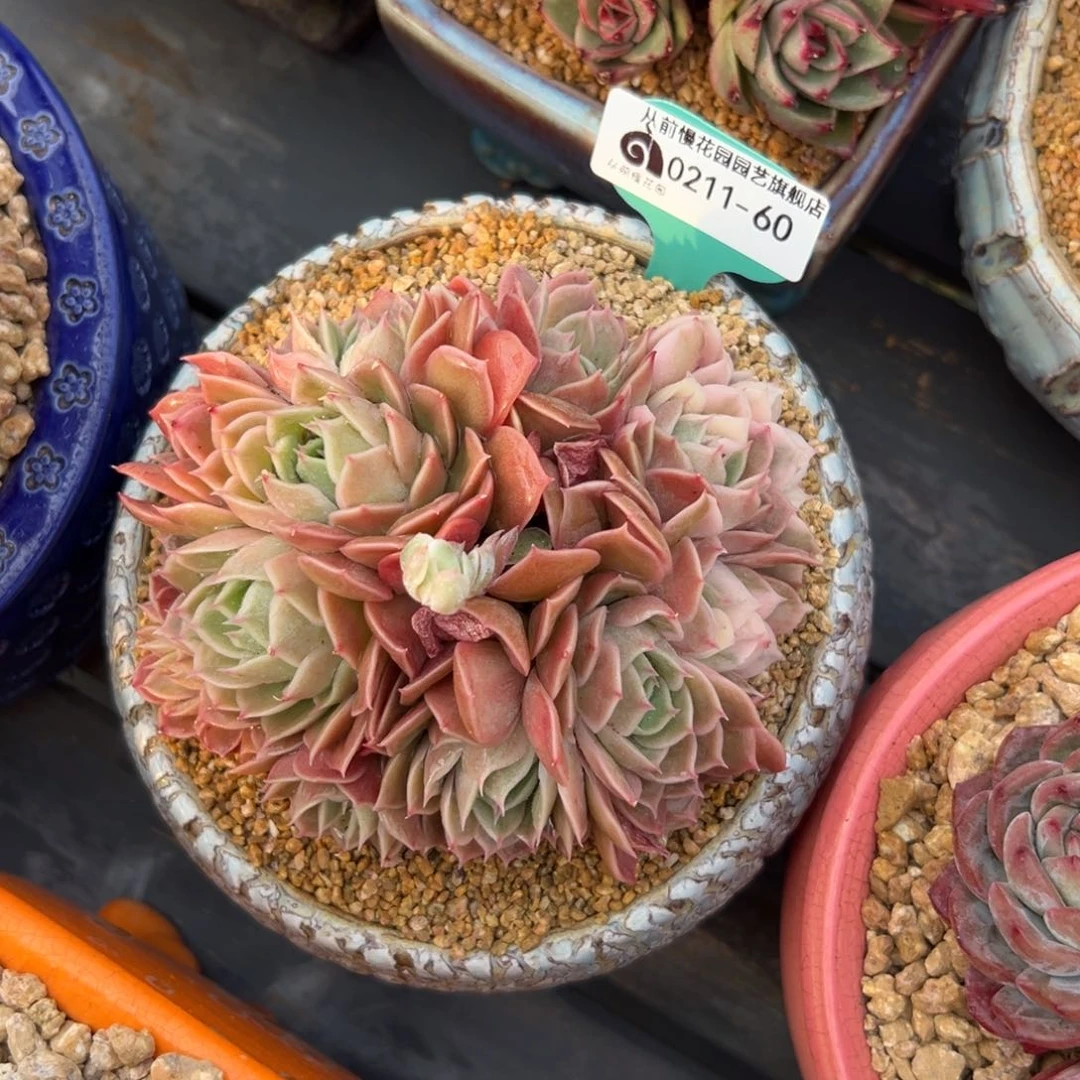 多肉一物一拍0211-60