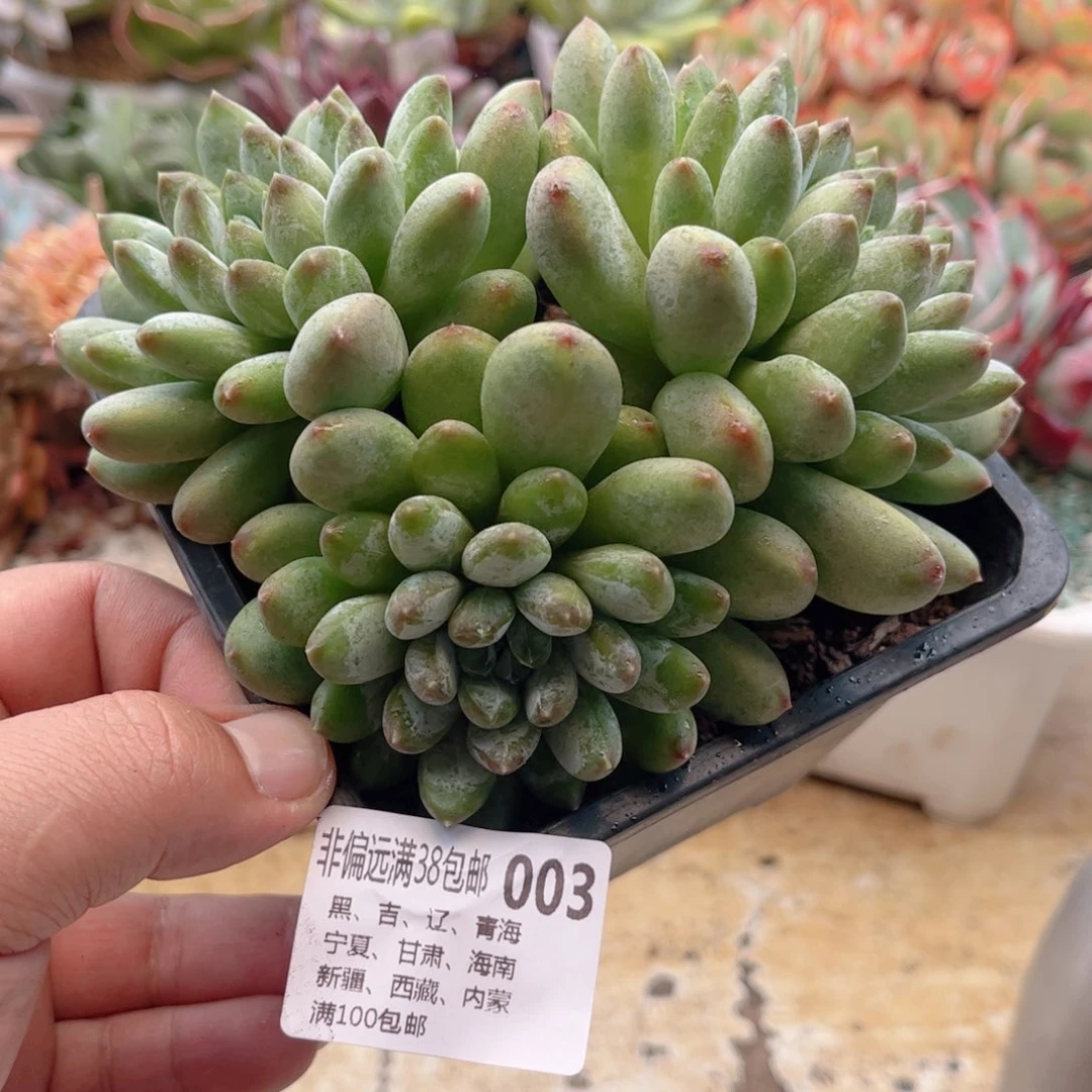 003森林之心德华多肉