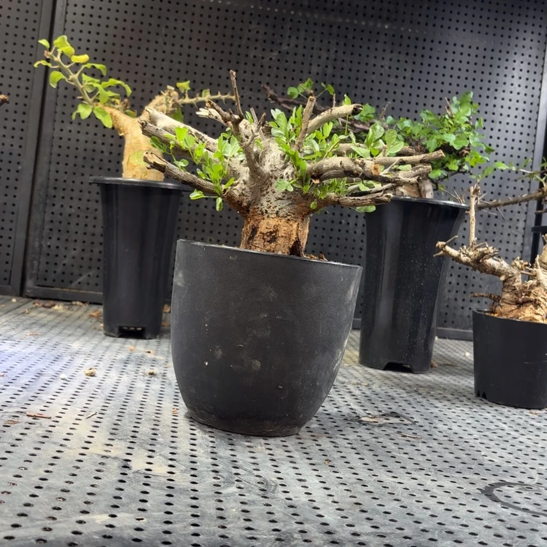 以***心36996666699966999966