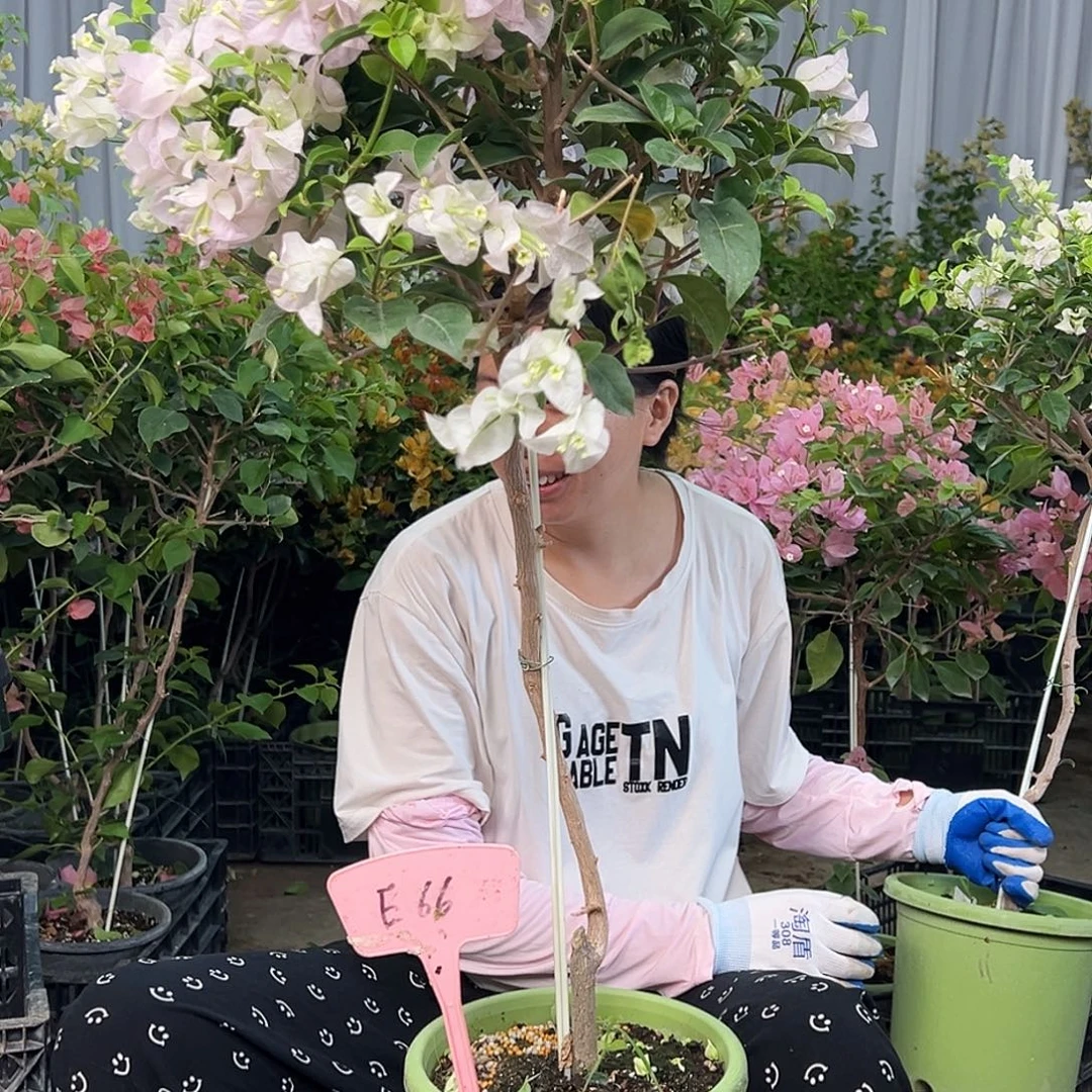 用***子大部分花苞少量开放E66苹果花