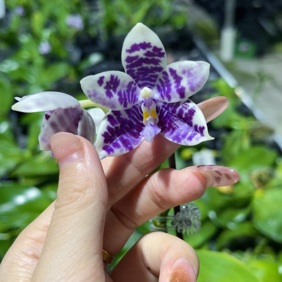 无花朵蝴蝶兰原生3495
