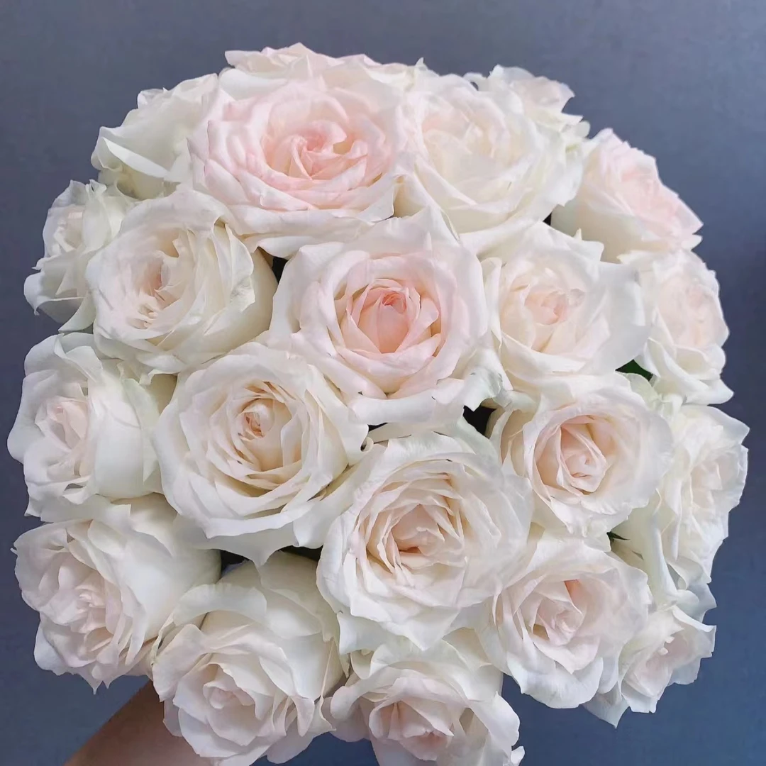 【小白兔】单头玫瑰 基地直发 | 全场鲜花任意满2单及以上包邮