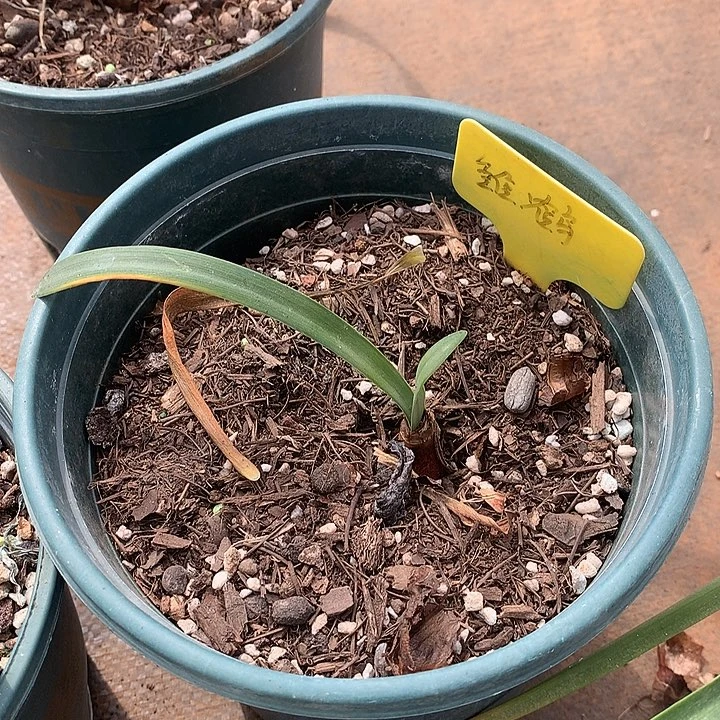 雏鹤 1.5cm左右 非偏远38包邮 节后发