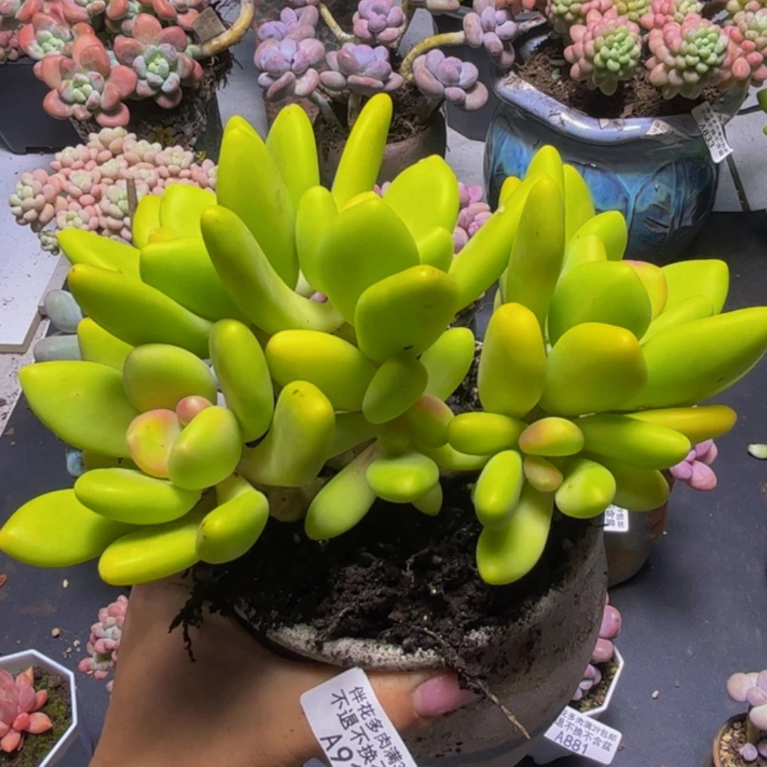 芒果奶酪913/15cm多肉