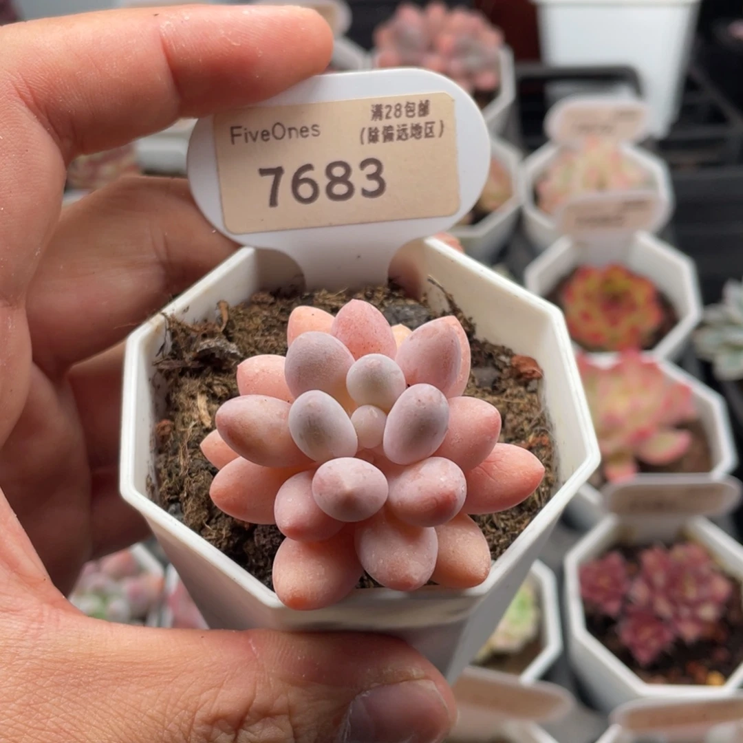 粉色恋人7683-4.5厘米