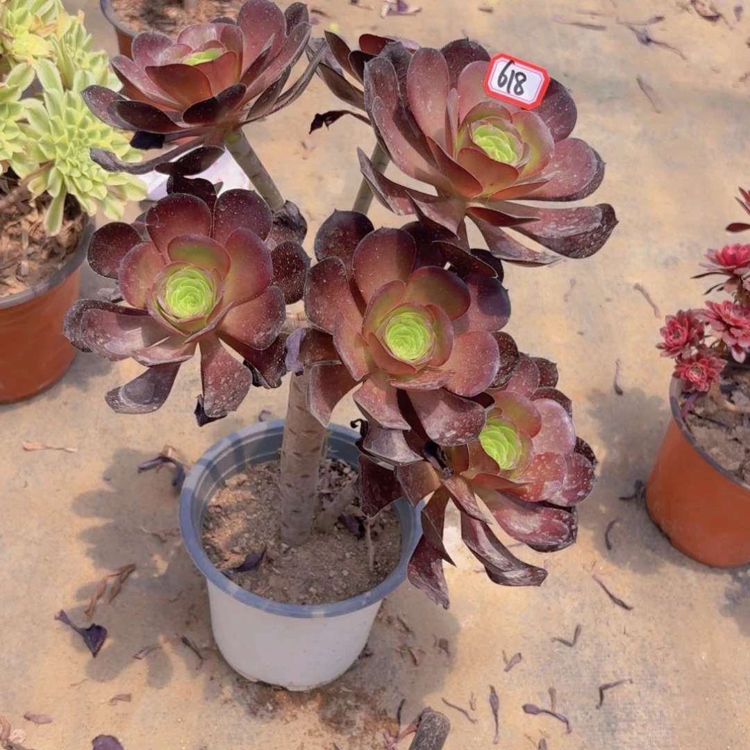 甜**麻巫毒丛林朵618法师多肉