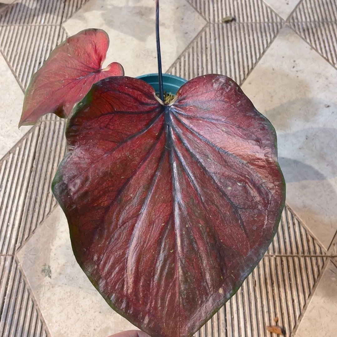 完全开放1163泰彩