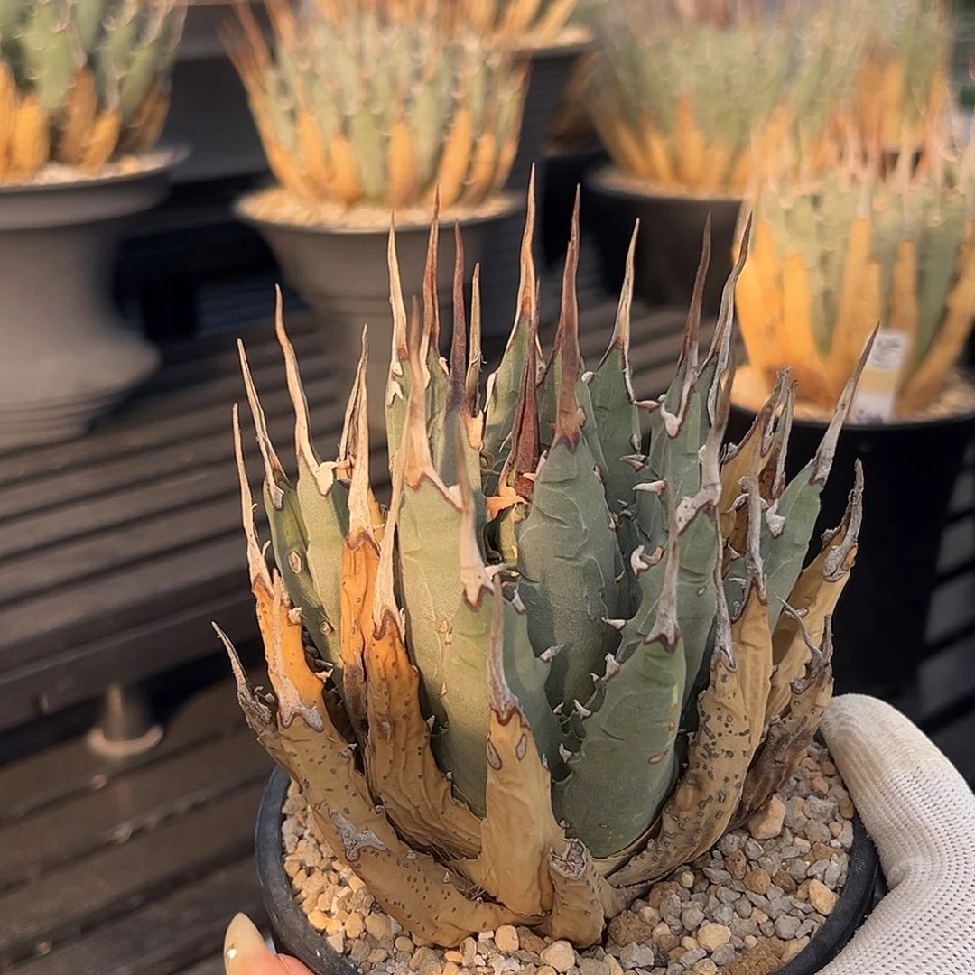 无花朵妖炎熟桩带盆 8折价