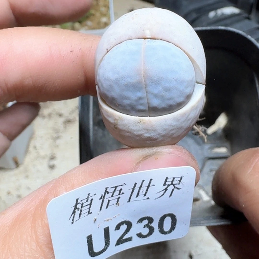 230号多肉植物哇非常高j