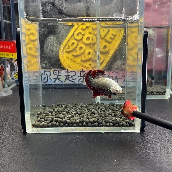 斗鱼54号927早血红龙