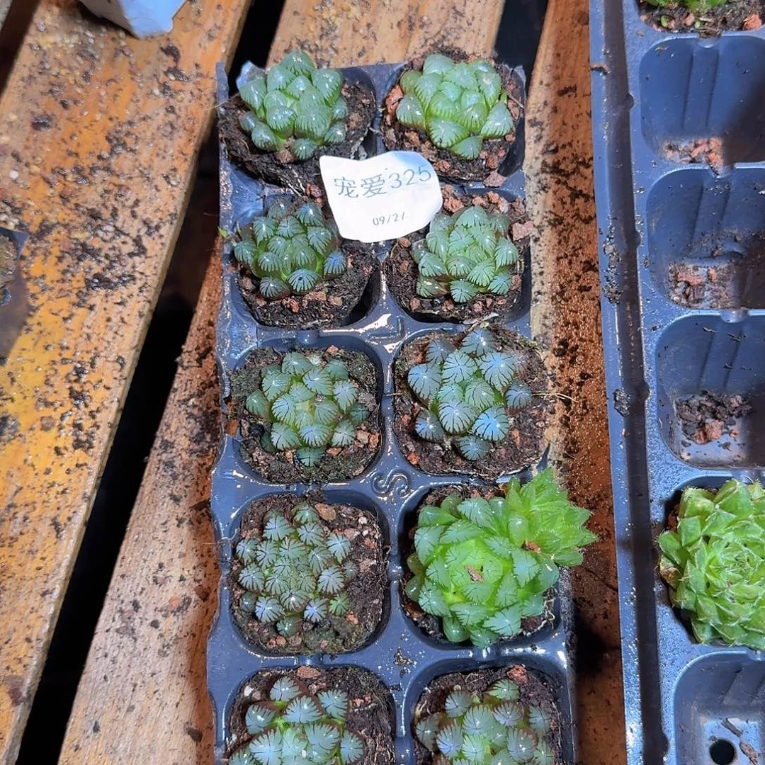直播福利一物一拍325