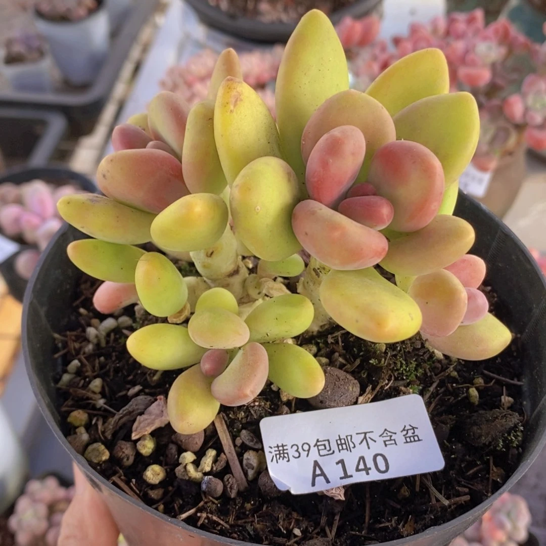 芒果奶12cm140多肉植物