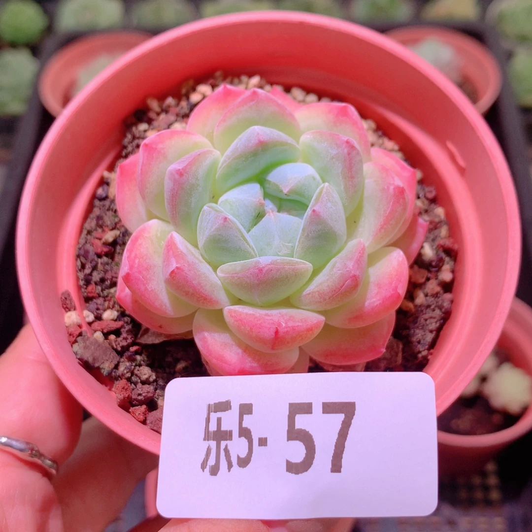 乐然5-57 冰玉单头