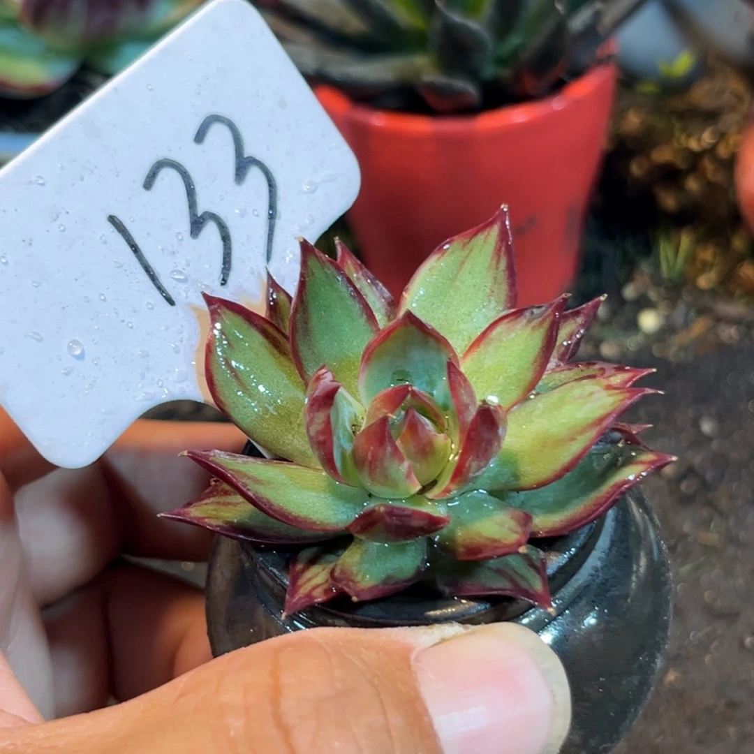 惊鸿仙子多肉植物133