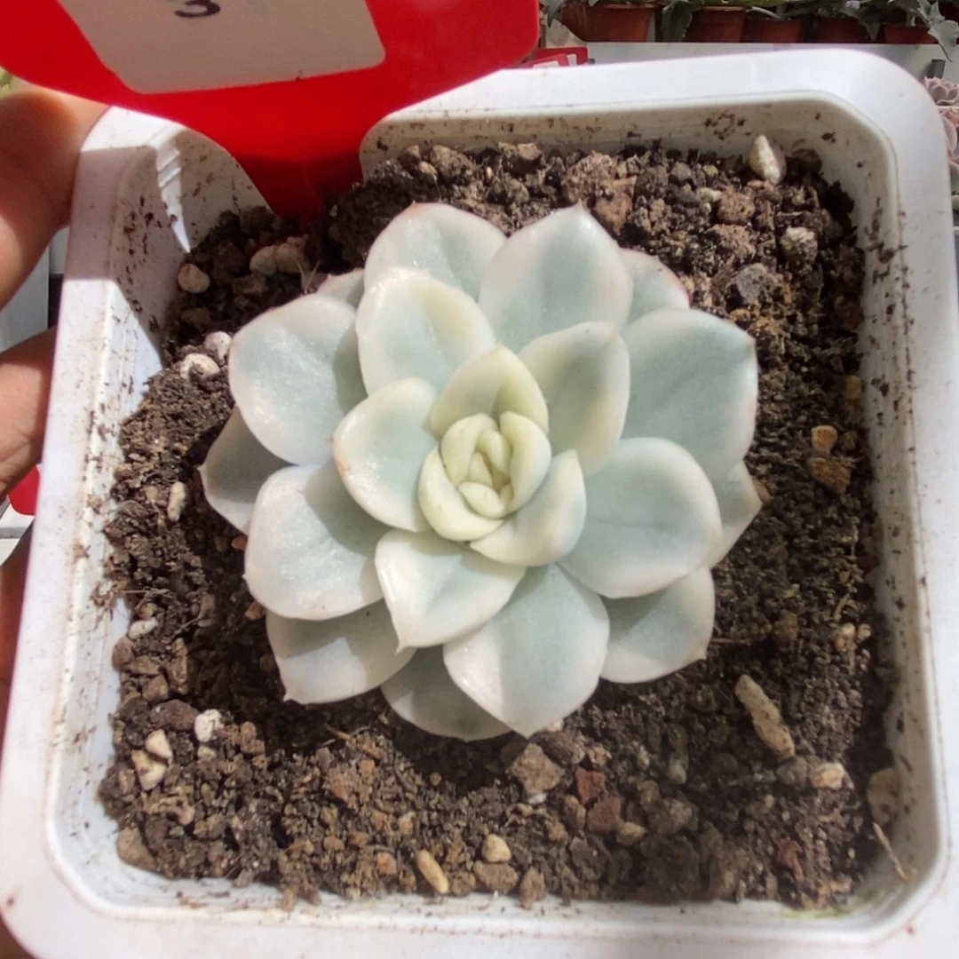 3号雪鸢锦多肉植物