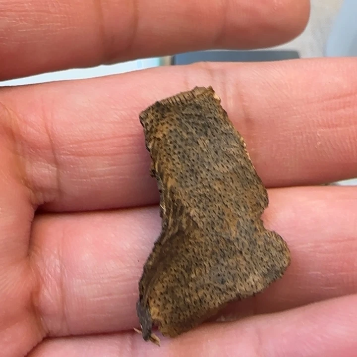 摆件沉香老海南沉水包头0.7克