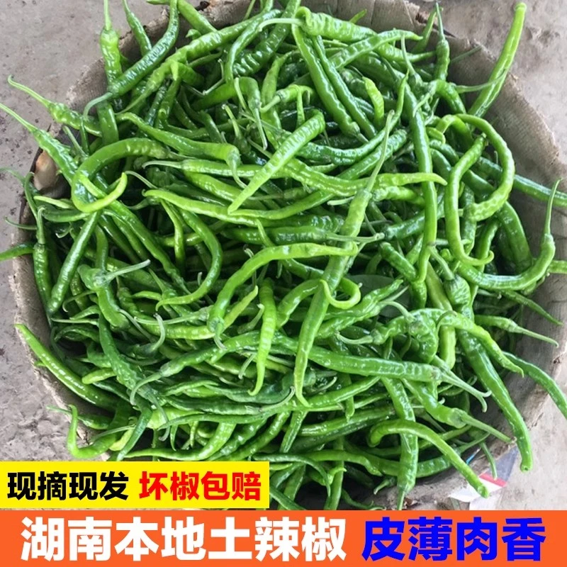 湖南本地农家自种新鲜现摘现发青辣椒皱皮辣椒线椒薄皮螺丝椒包邮