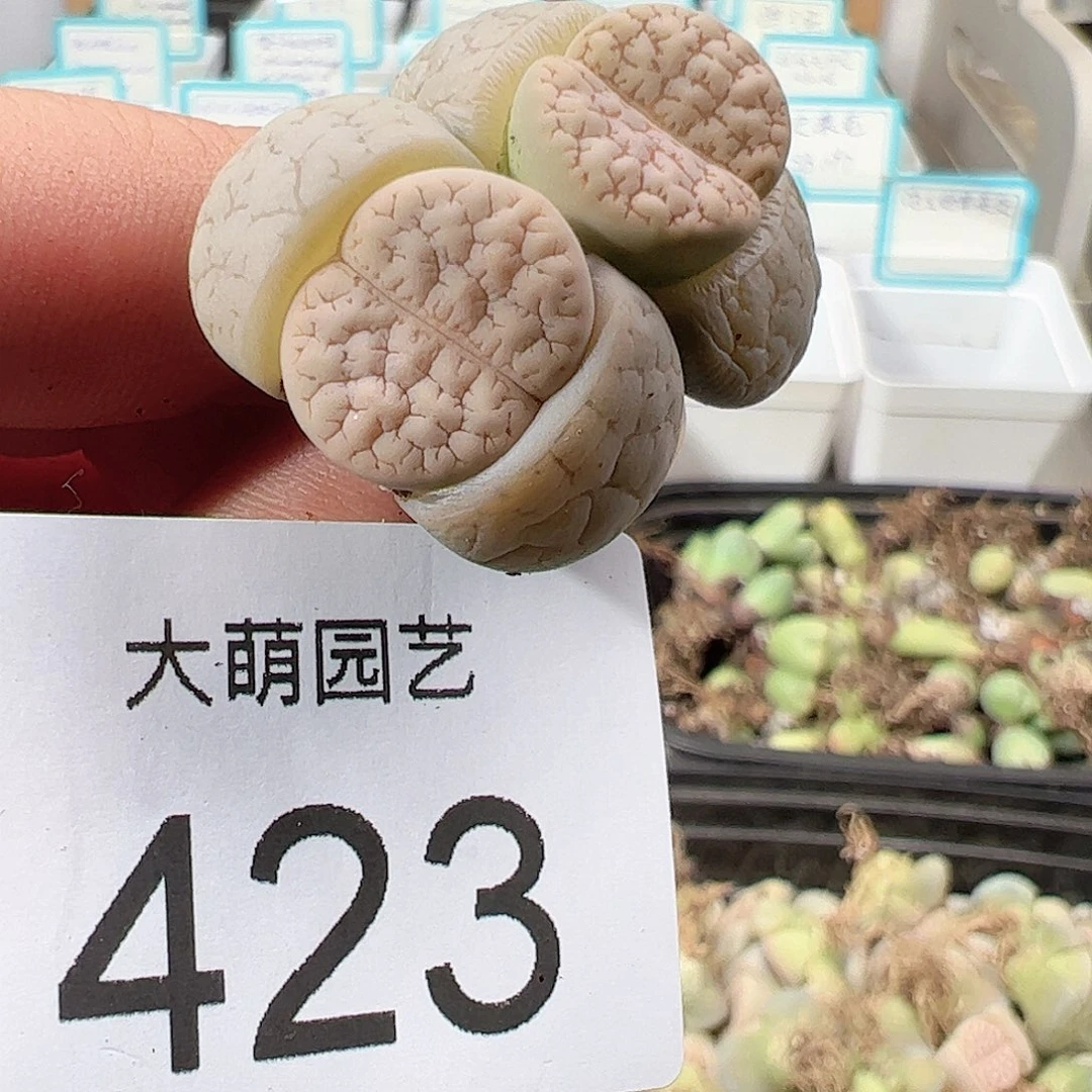 0000423 一物一拍……