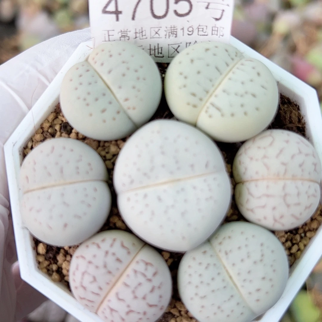 4705 好养易活生石花大母本