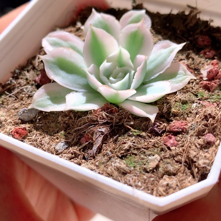 蓝丝绒白覆轮锦有根