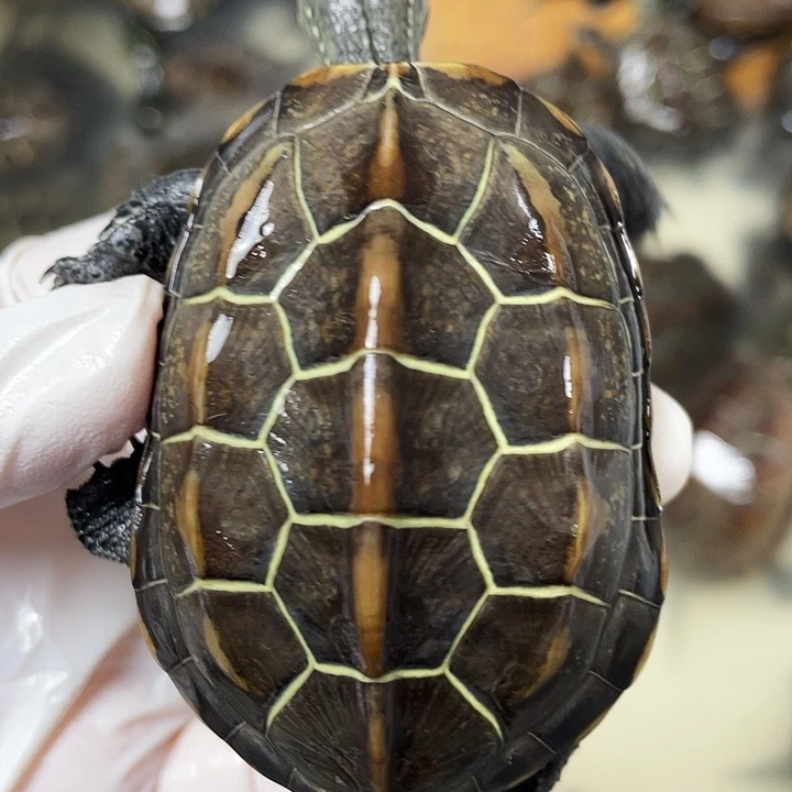 中华草龟公苏北金线草龟外塘龟