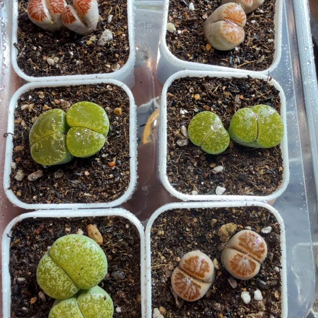 多肉植物的生长发育和768