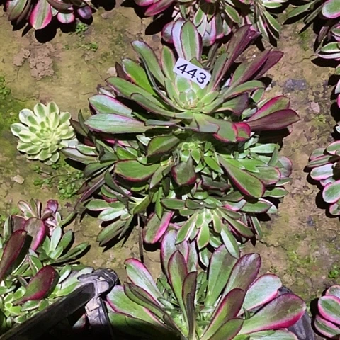 就*那多肉植物法师443丽娜