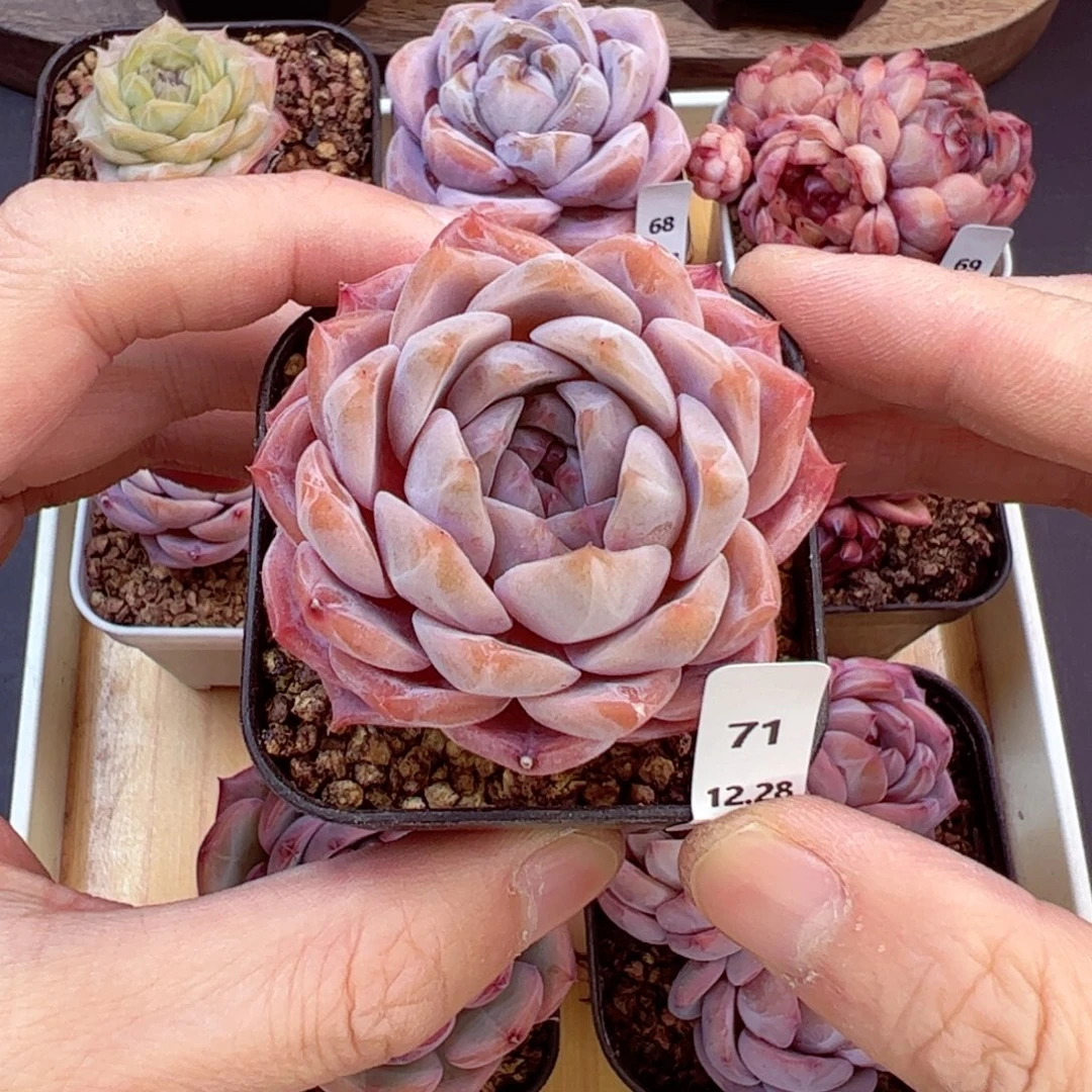 好好看71、哈哈哈哈