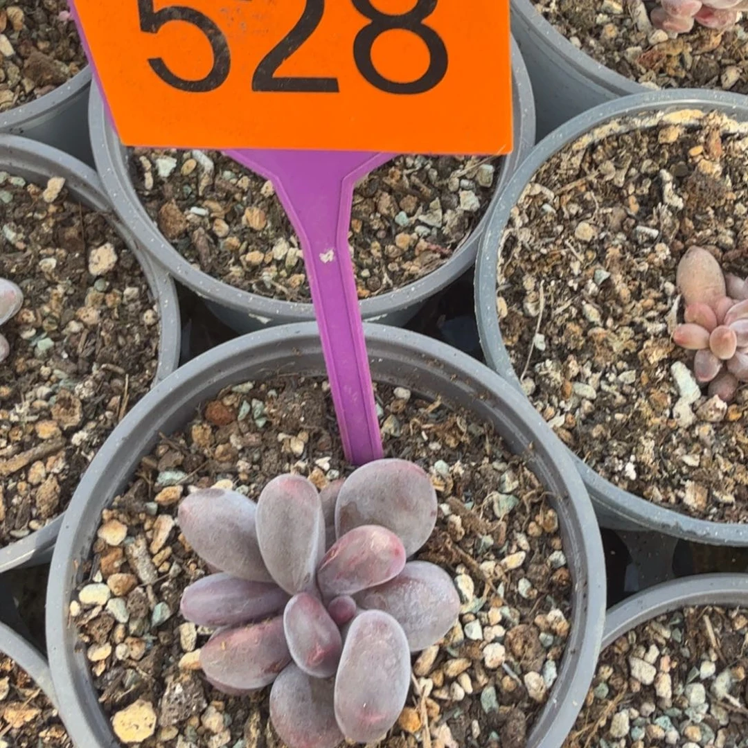 小****多肉植物漂亮多肉528