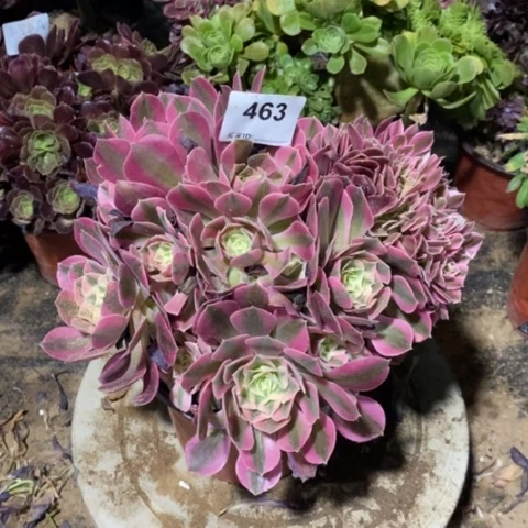 粉女巫缀一物一拍