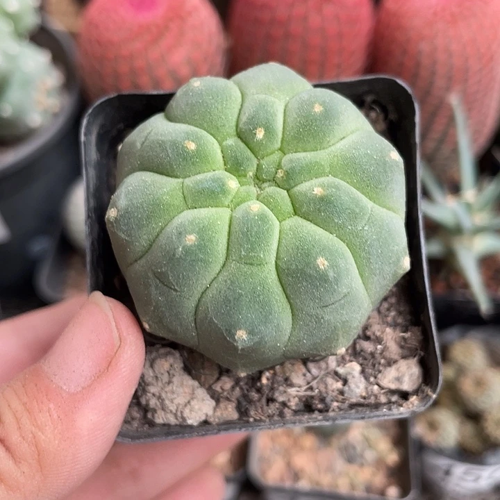 453奇仙玉仙人球开花