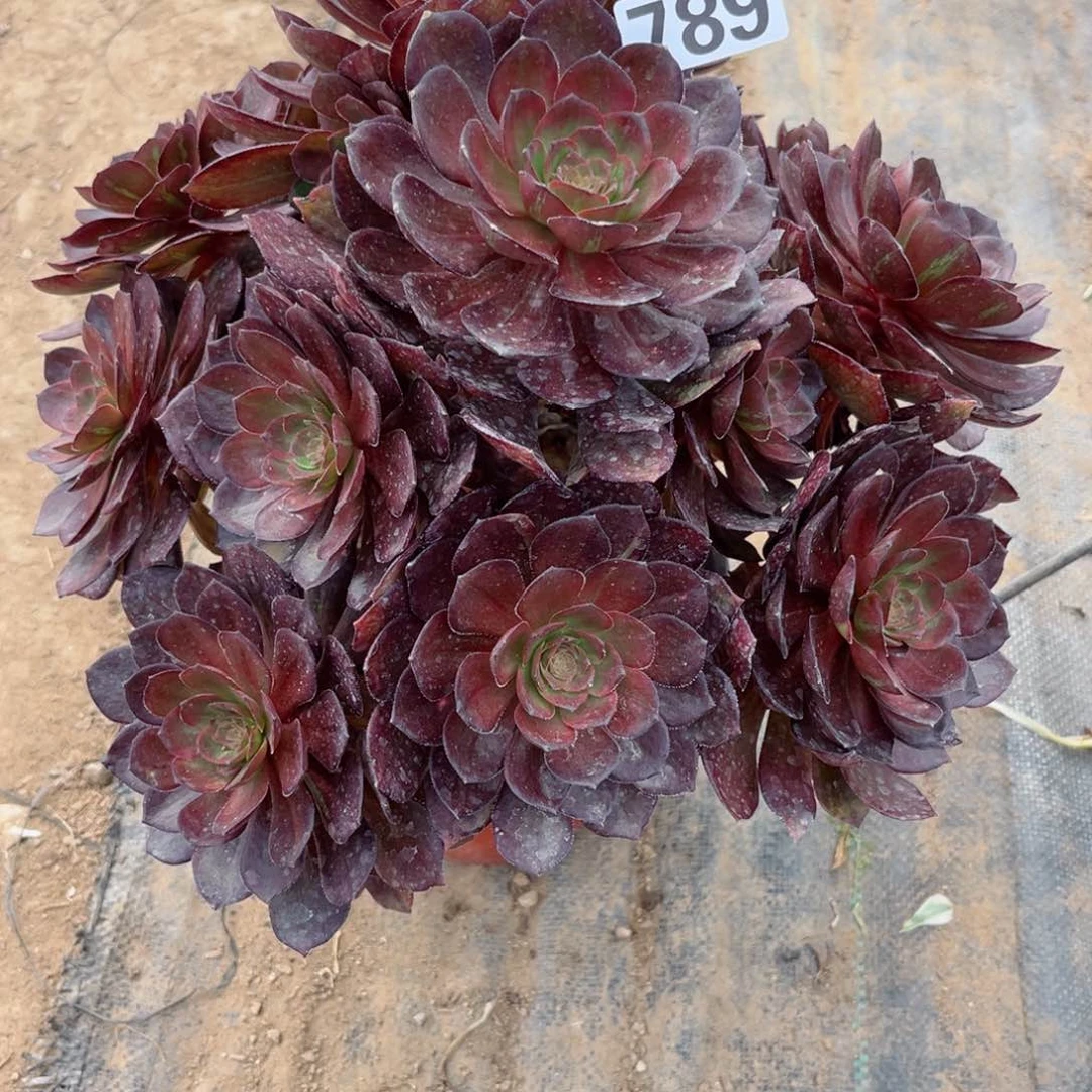 789花无缺多肉法师