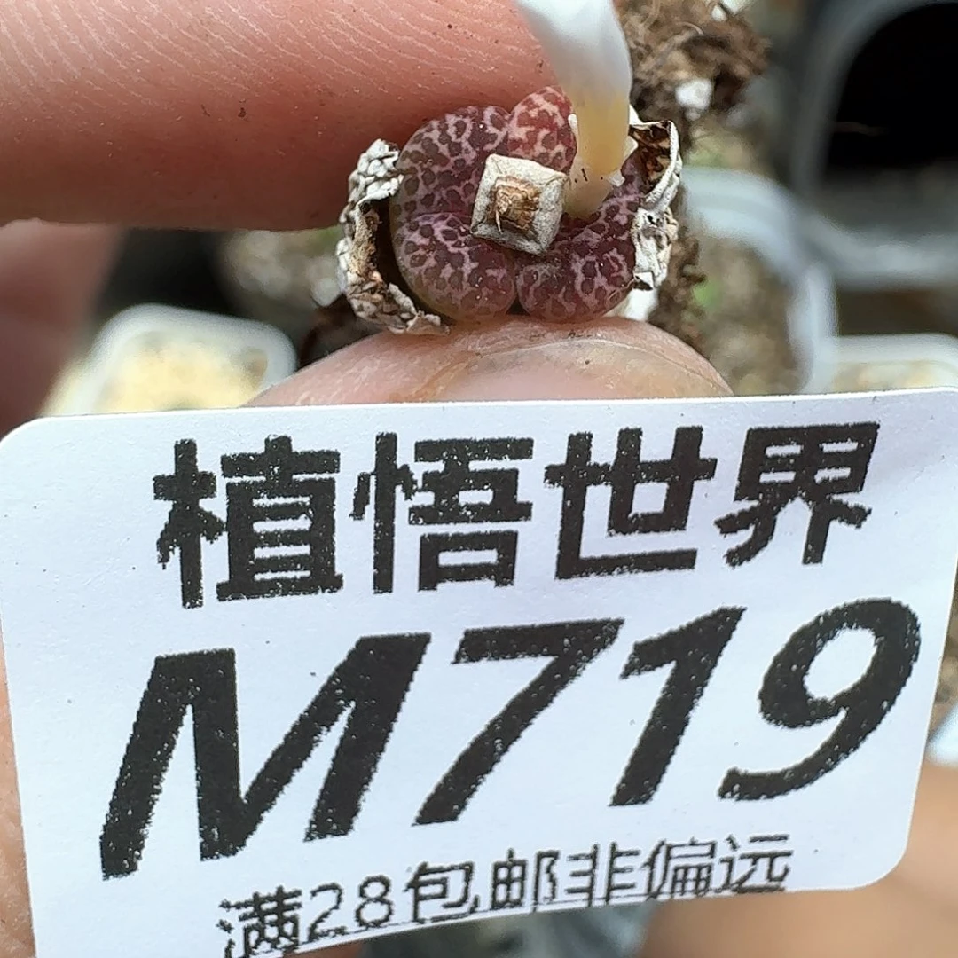 多肉植物的润泽地