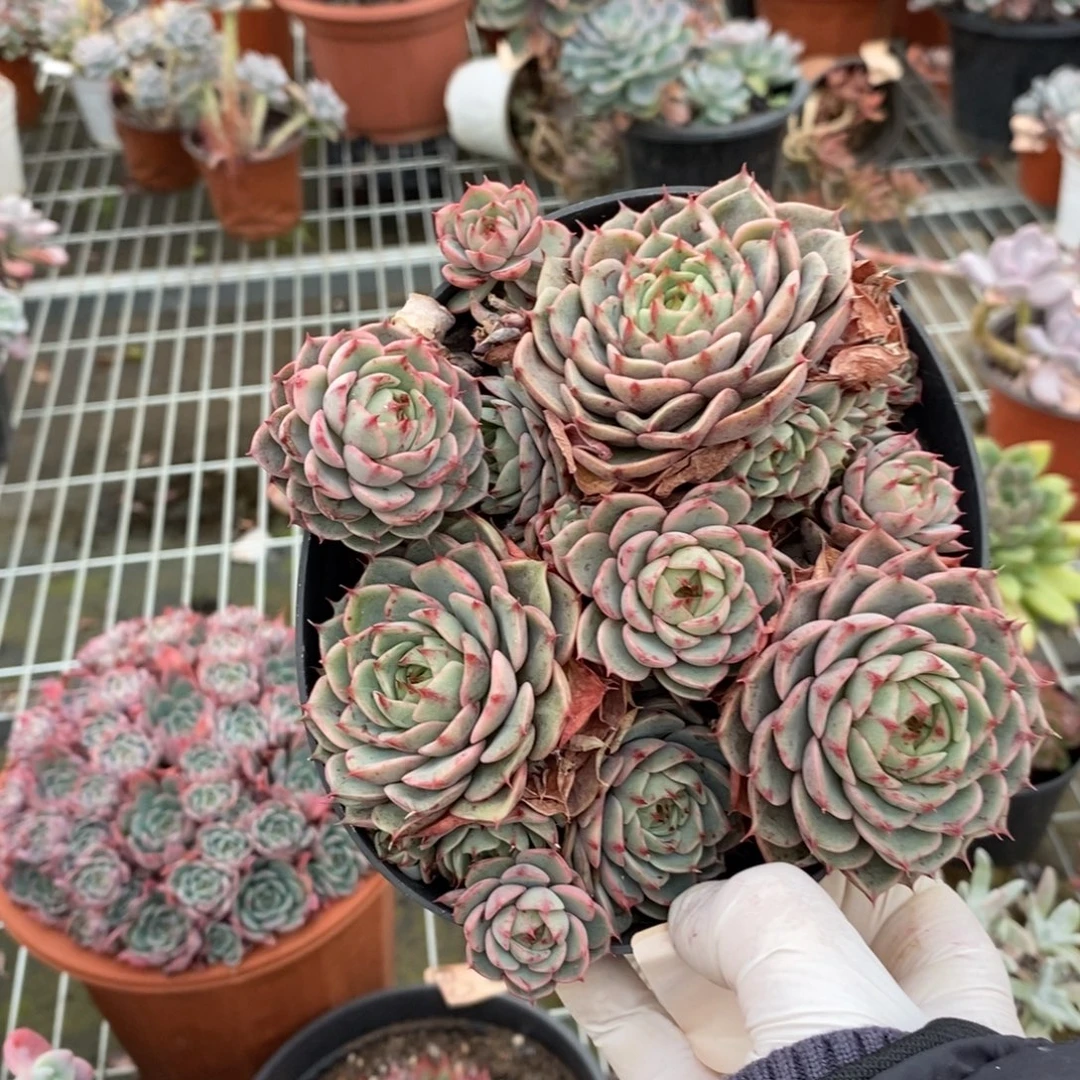 8951笨吧蒂斯一物一拍